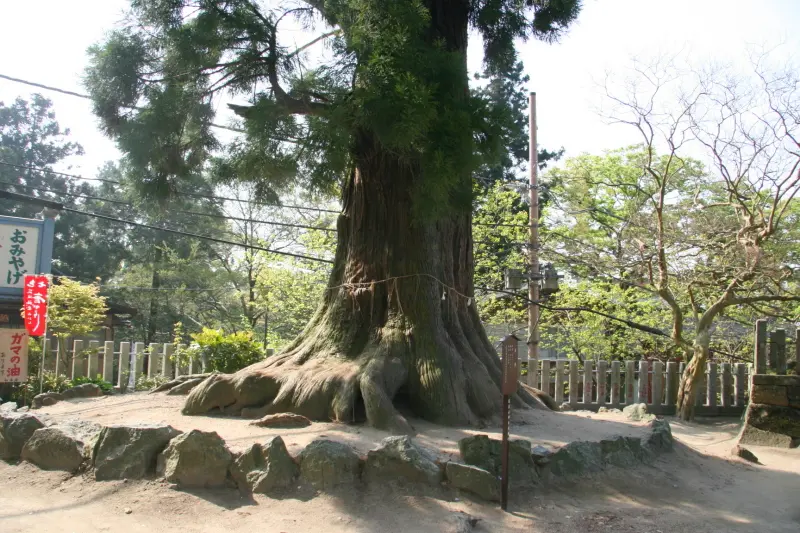 高さ３２ｍ、樹齢８００年境内にある大杉