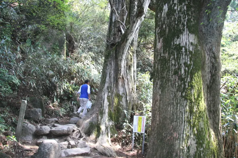 弁慶茶屋跡を出発すると巨大な木も現れる印象的な光景