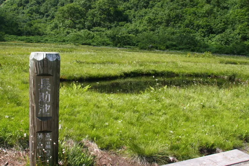 小さな水溜まりに見えるのは高山湿原に特有の池塘（ちとう）