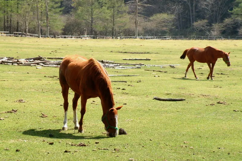 放牧されている馬や牛が草を食べるのどかな風景