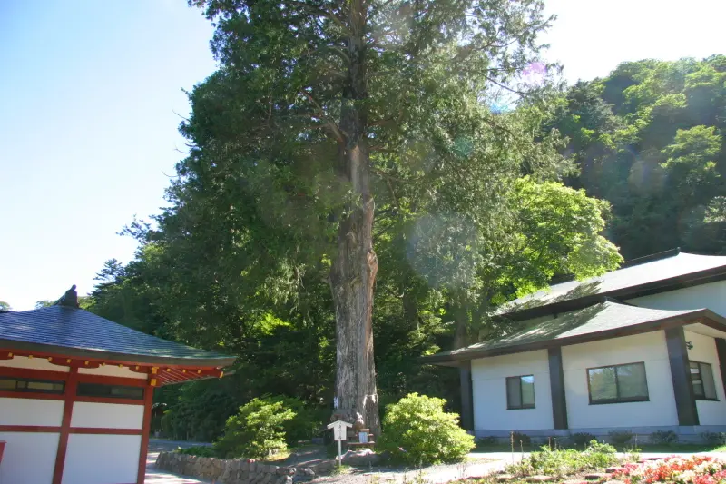 木の根元に大きなコブがあり、「身代わり瘤」と呼ばれている杉