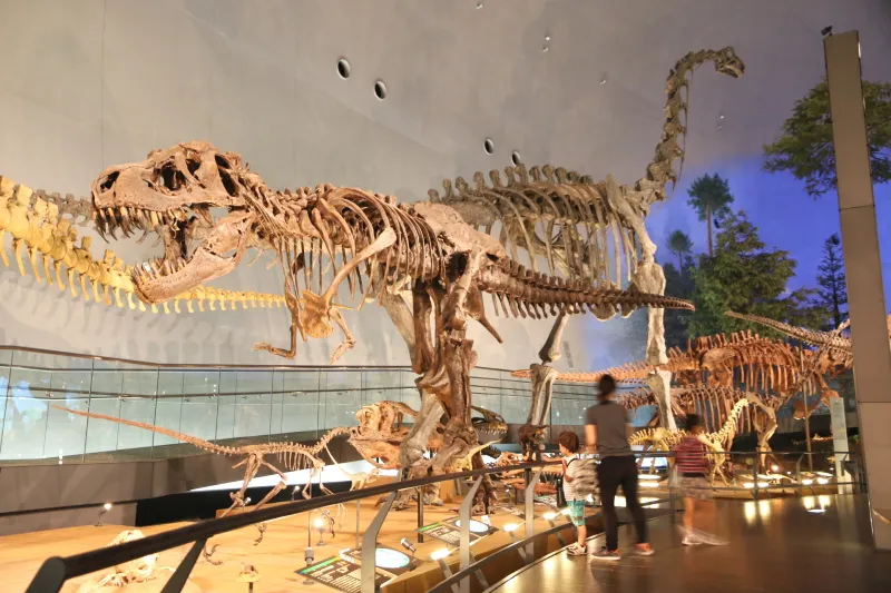 恐竜の大迫力を近くで見学できる全身骨格の展示