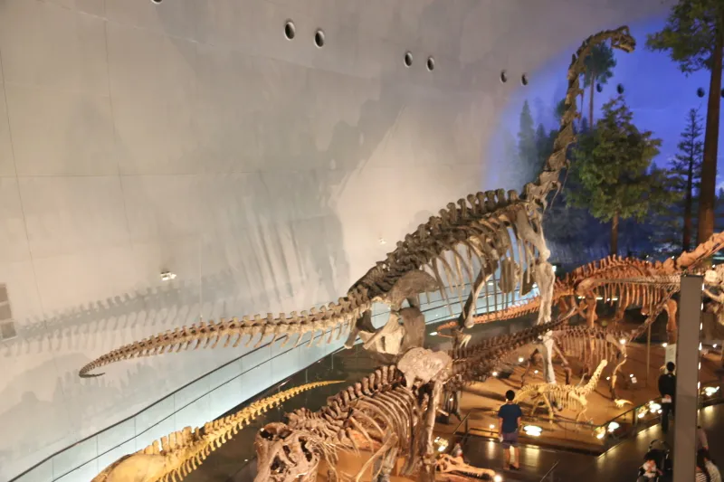 体長２２ｍ、大型草食恐竜だったブラキオサウルスの全身骨格