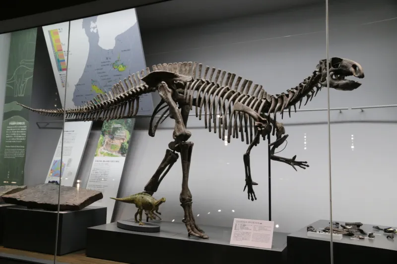 勝山市で化石が発見され、福井の名前が付くフクイサウルス