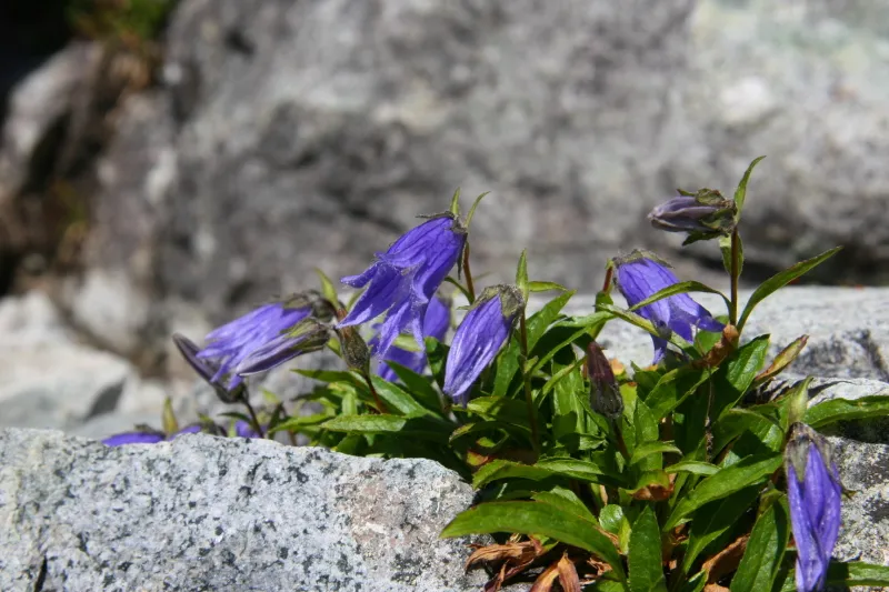 岩の間で紫色の花を咲かせていたチシマギキョウ