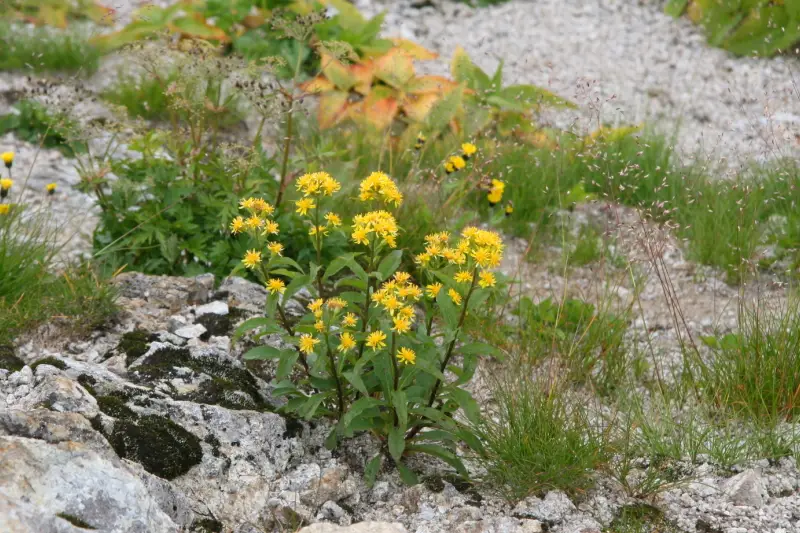 登山道の脇で黄色の花を咲かせていたミヤマアキノキリンソウ