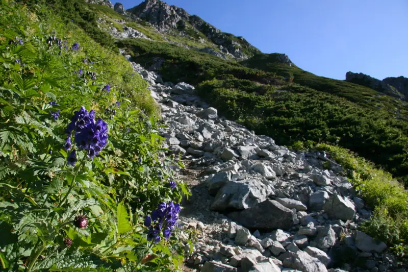いったん、下ってからの上り坂。登山道脇で花を咲かせるトリカブト