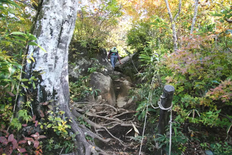 急勾配に、木の根・岩場も出現し、ペースの上がらない登山道