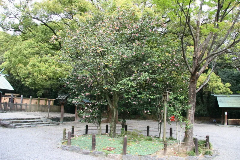 別宮八剣宮の前で花を咲かせる樹齢３００年の太郎庵椿