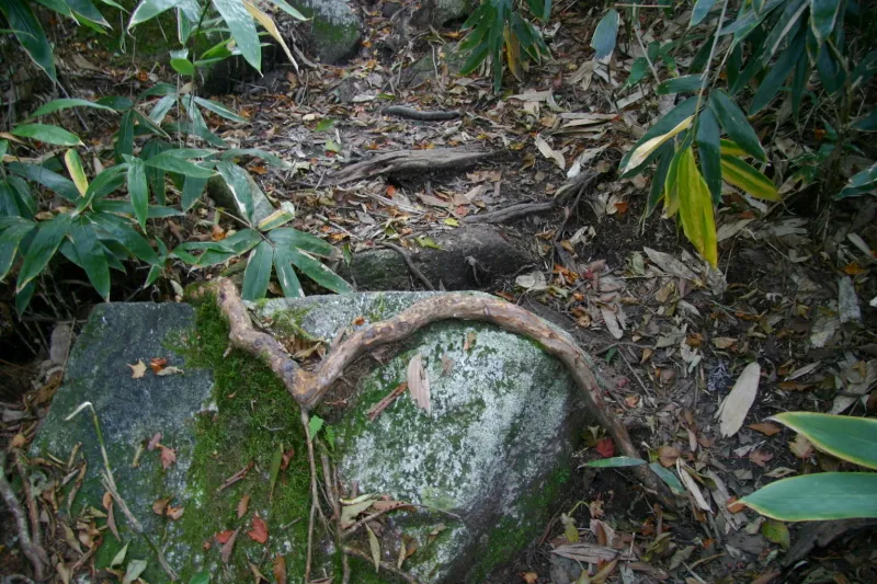 岩がゴロゴロする登山道で遠くからヘビに見えた木の根