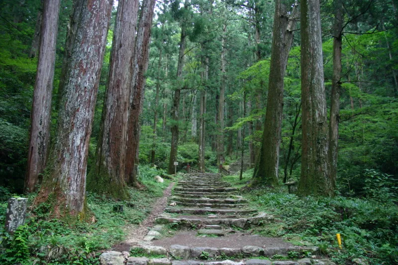 仁王門を通り過ぎると大きな杉が立ち、自然豊かな森