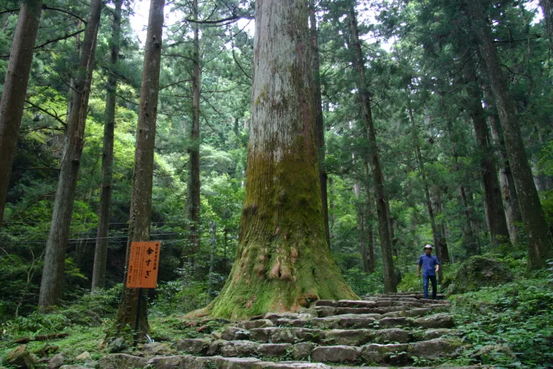 しばらく登ると出てくる高さ６０ｍ、樹齢８００年の傘杉