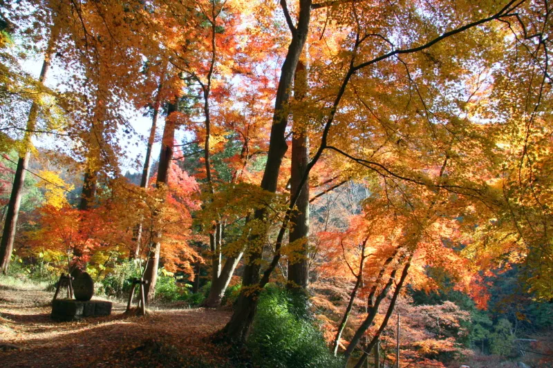もみじ寺とも呼ばれ、香積寺の周辺の紅葉は絶景