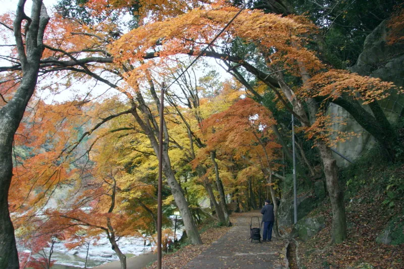 香嵐橋の周辺に見られる色鮮やかな紅葉