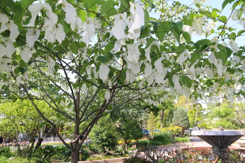 白い布切れのような花を咲かせるハンカチの木