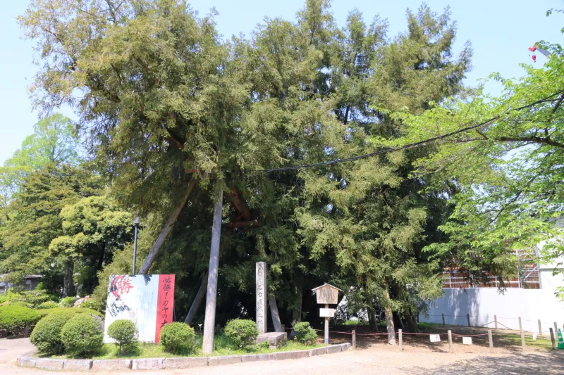 国の天然記念物に指定される樹齢６００年のカヤの木