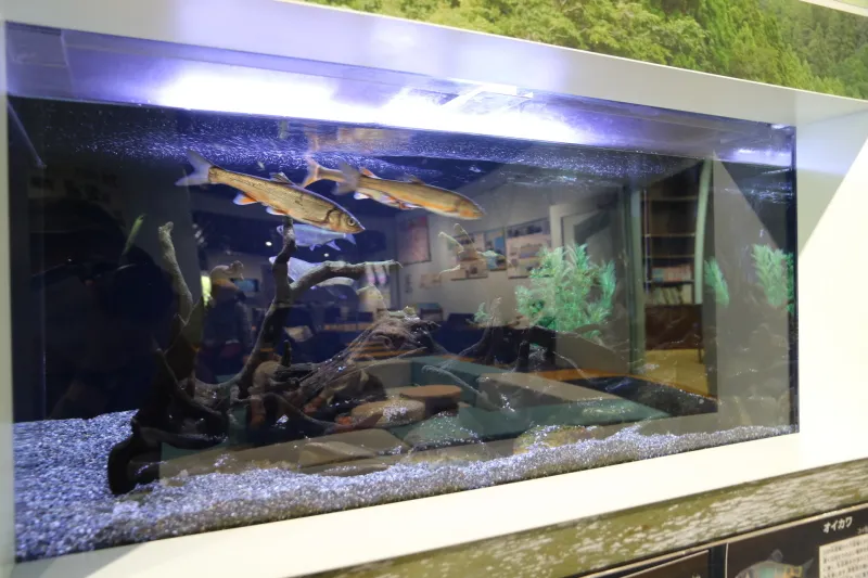 木曽川の上流・中流・下流に住んでいるそれぞれの魚を展示