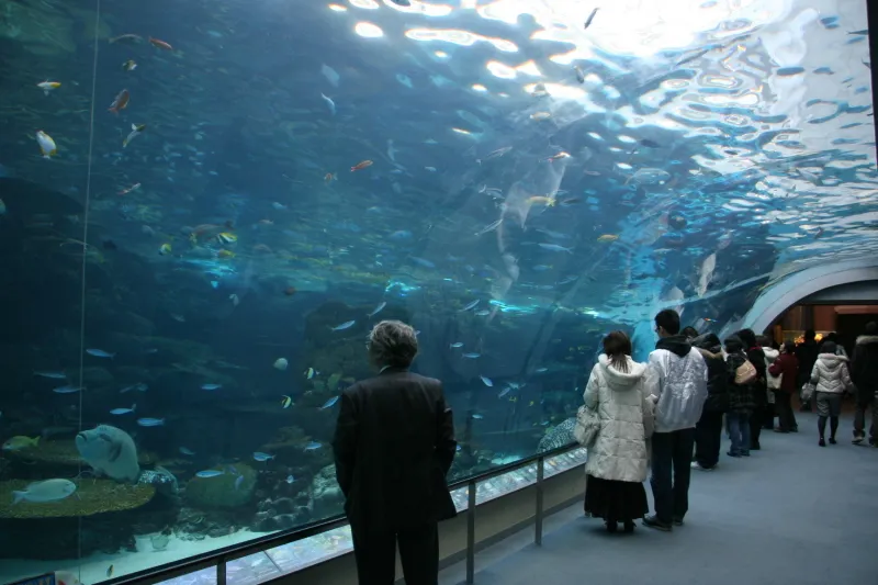 個性ある水槽でたくさんの魚を見ることのできる水族館