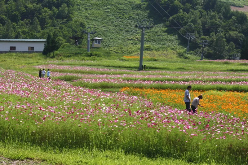 コスモス園は８月に見頃を迎え撮影スポットとなっている花の名所