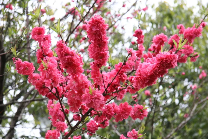 春の花見シーズンに訪れたとき真っ赤な花を咲かせていた花桃