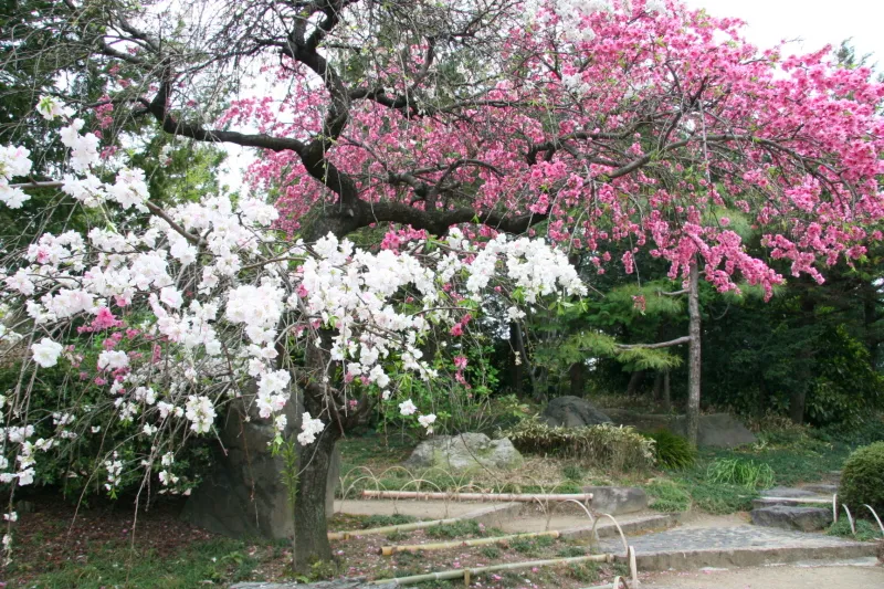 一本の木に、白い花と赤い花を同時に咲かせる「枝垂れ桃」