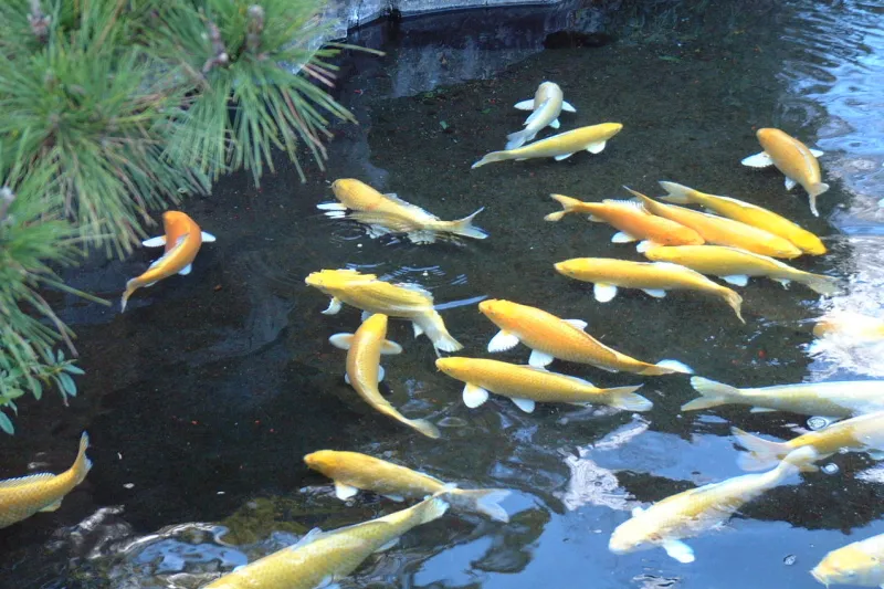 池を優雅に泳いでるコイは、もちろん黄金色