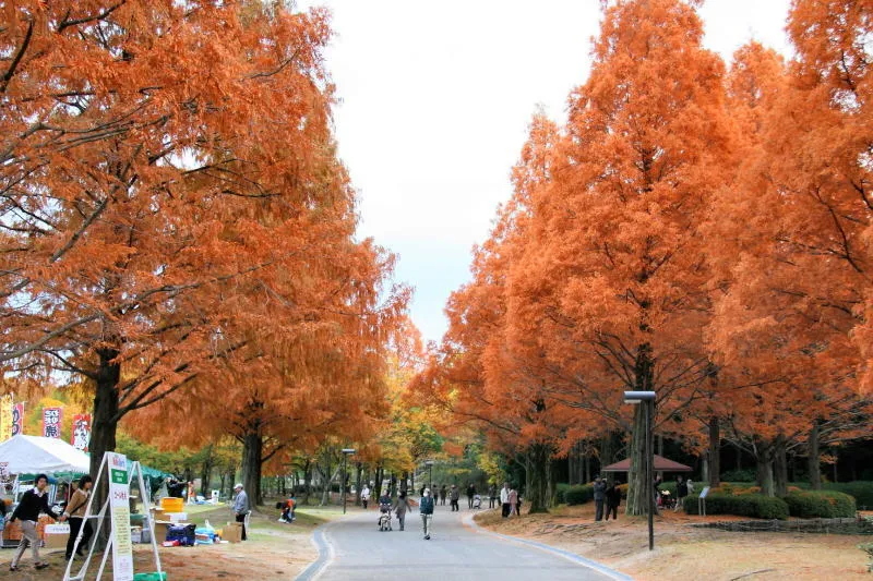 高さ２０ｍの木々が連なるメタセコイアの紅葉