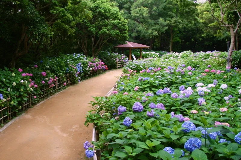 ３０種類４５００株の紫陽花が咲く、６月に開催されるあじさい祭り