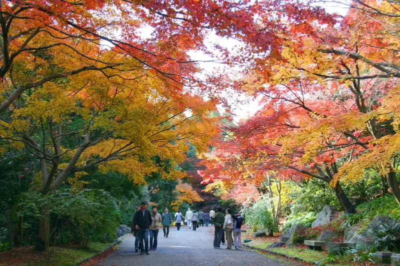 秋になると、鮮やかに色づく紅葉のトンネル