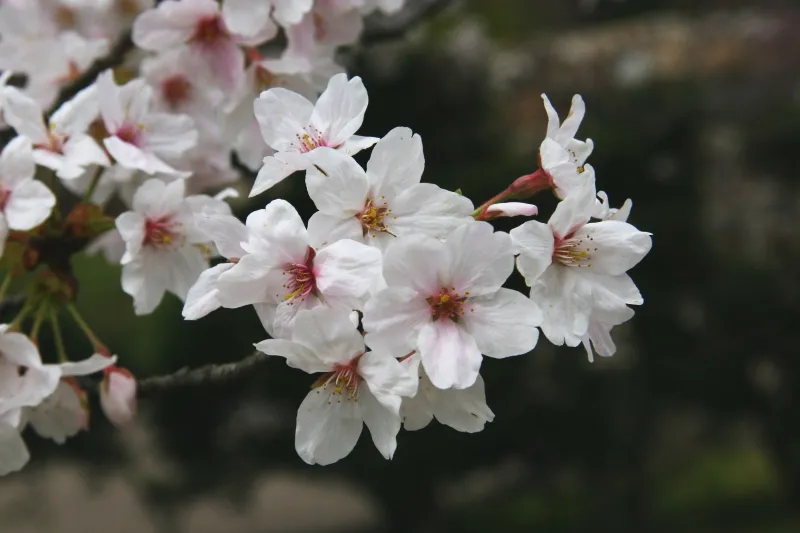 ソメイヨシノが満開となり大阪では有名な桜の名所