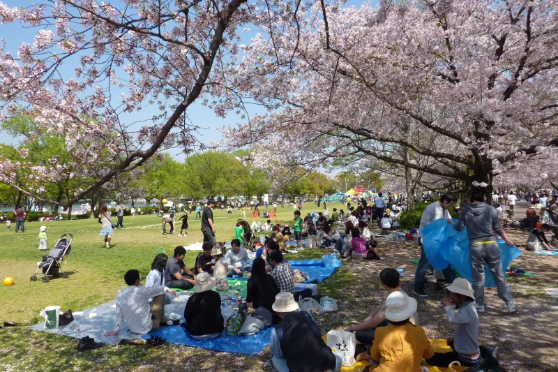 芝生広場には多くの人が訪れ、花見を楽しむ光景