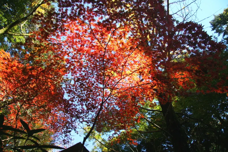 秋に訪れたため、真っ赤に色づいていた紅葉