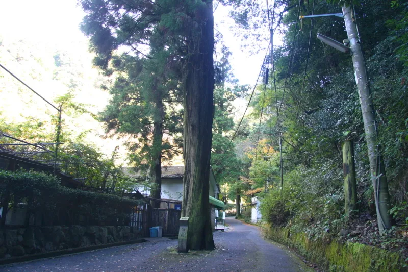 道路の真ん中に立っている大阪府で一番高い３８ｍの杉