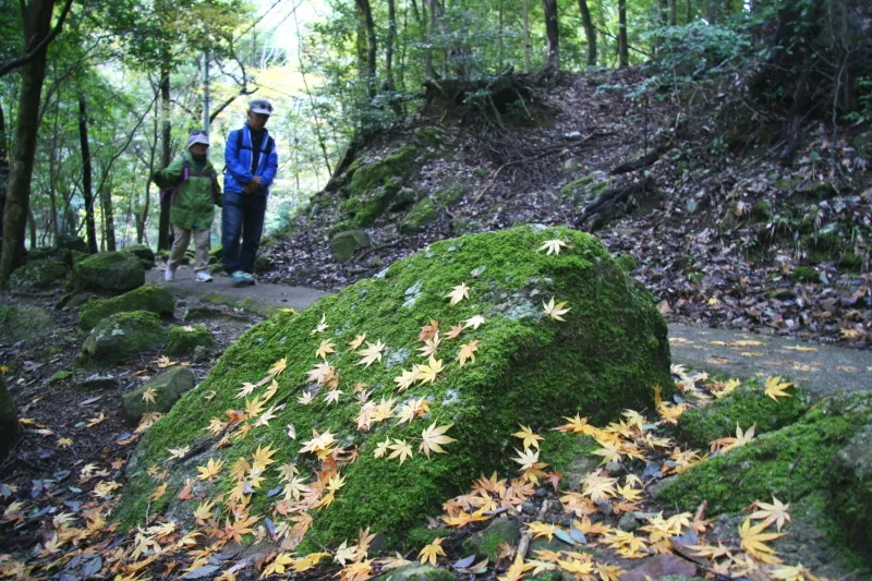 参道は整備され、歩きやすく岩に自生する苔が綺麗
