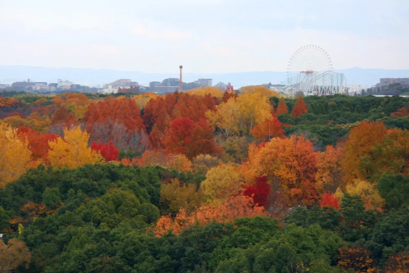 秋になると、鮮やかに色づき紅葉の名所に早変わり