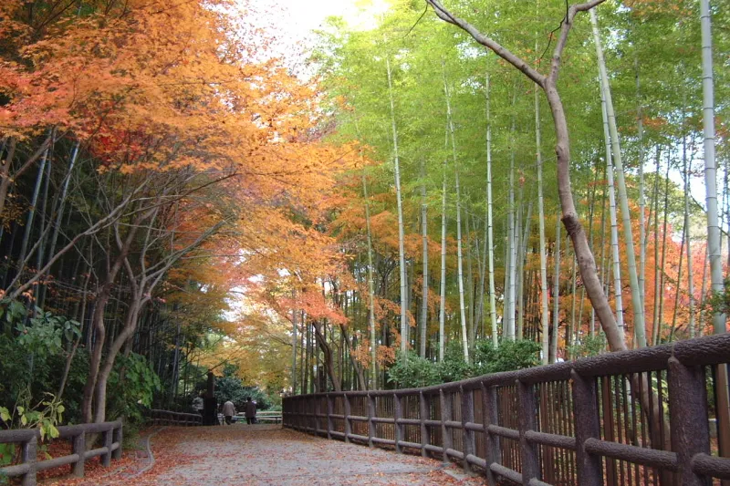 秋しか見ることのできない竹林と紅葉のコラボ