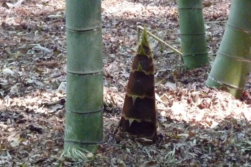 注意深く竹林の中を見ているとタケノコ発見