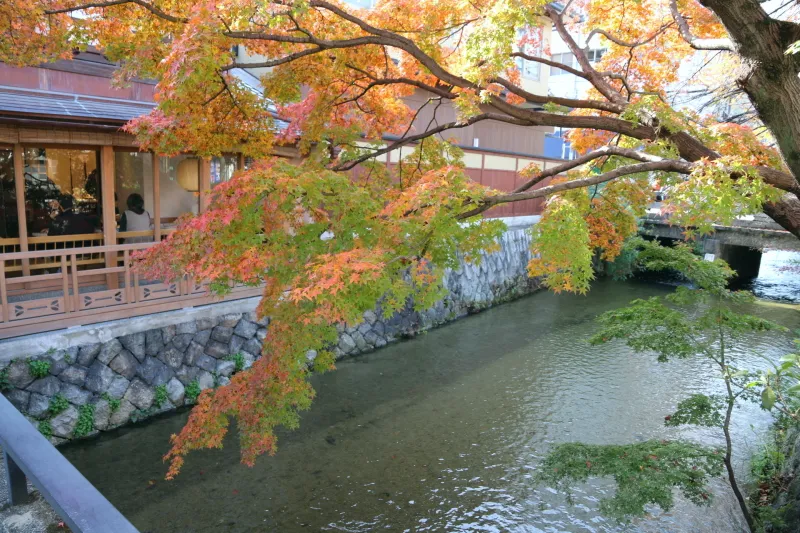 秋になると鮮やかに色づく、白川の紅葉