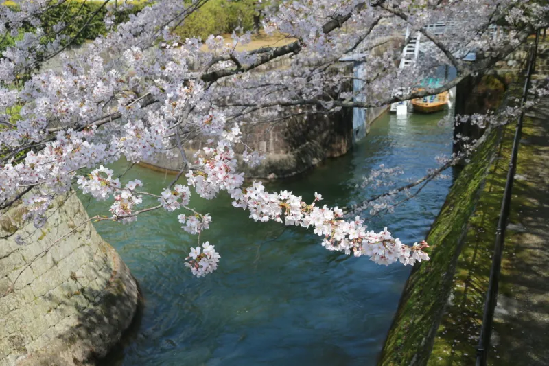 春になると多くの観光客が訪れる桜の名所としても有名