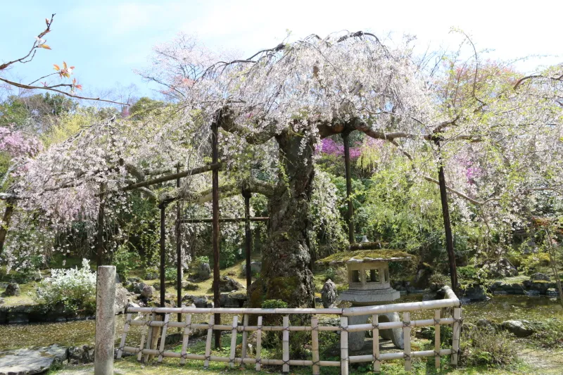 池のほとりに立っている樹齢３００年の枝垂れ桜「天人之桜」