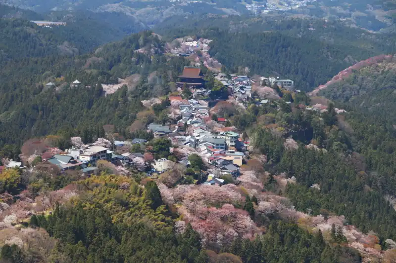 建物と桜が調和している金峯山寺周辺の景色