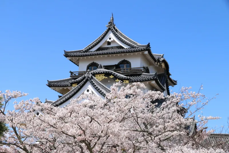 天守閣をバックに写真が撮れる桜の撮影スポット