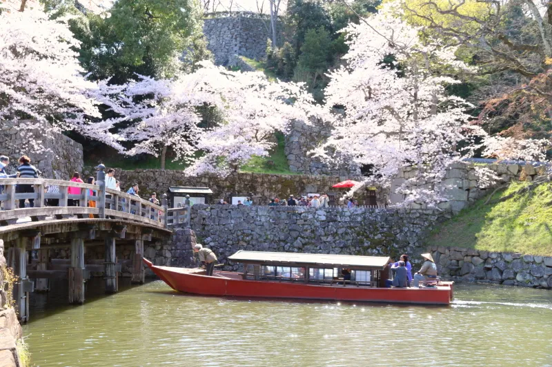 屋形船から桜を眺められるお堀めぐり