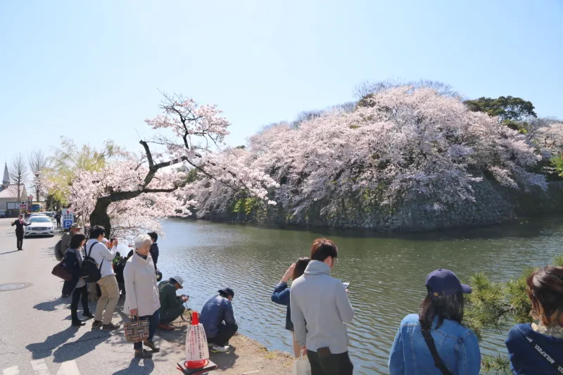 桜の撮影スポットとなっている彦根観光センター前のお堀