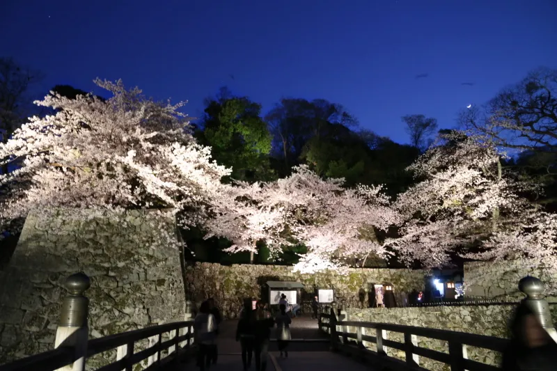 夜になると綺麗にライトアップされる夜桜