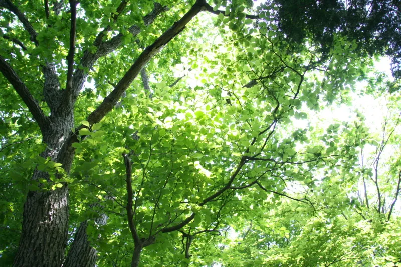 空が緑色になるくらい覆い茂っているブナの葉