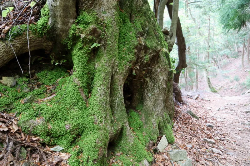 緑のコケに覆われる木も現れ、自然豊かな森