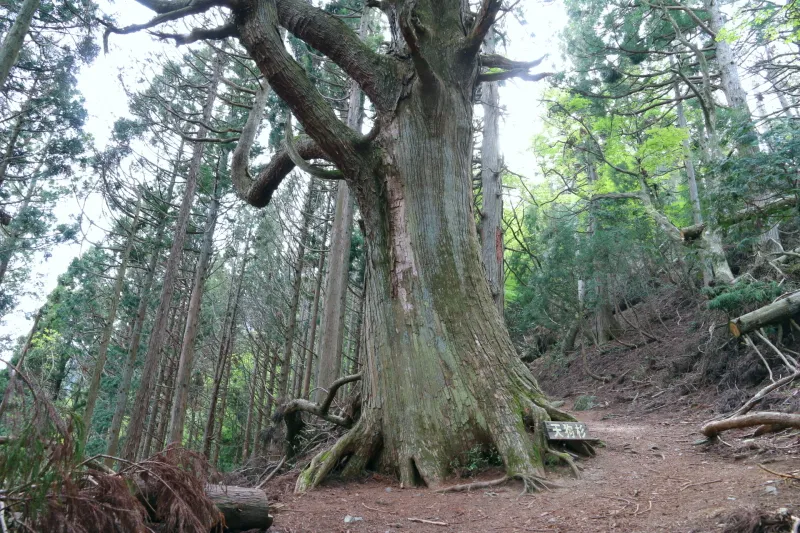 このコースで最大の巨木となる天狗杉