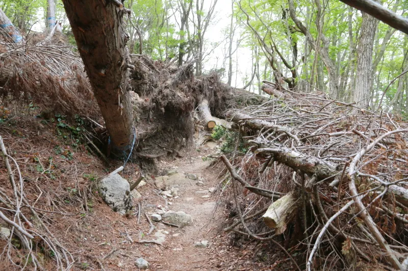 台風によって倒された木が横たわる倒木エリアを通過