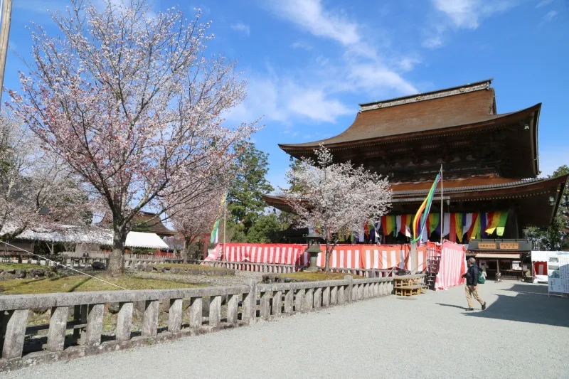 境内に植えられている４本桜と国宝の蔵王堂